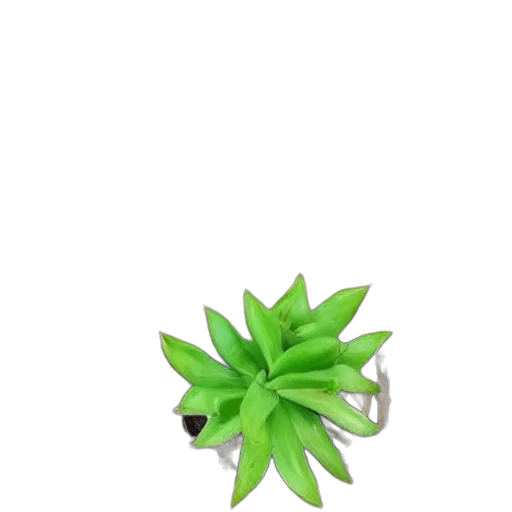 creature, tree, dragon, flower, 3d render, concept art, pixel art, fantasy art transparent PNG cut-out