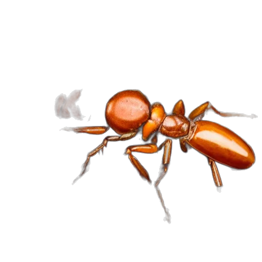 animal, creature, concept art, 3d render transparent PNG cut-out