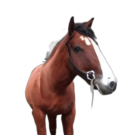 animal, staff, hat, jewelry transparent PNG cut-out