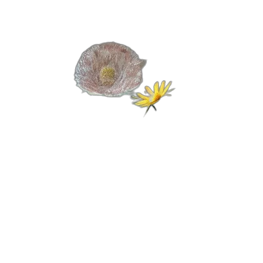 flower, creature, animal, hair transparent PNG cut-out