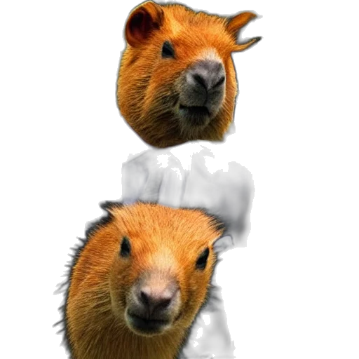 animal, creature, face, staff transparent PNG cut-out