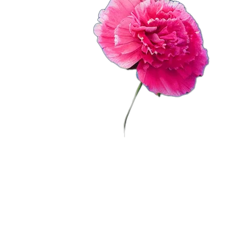 flower, crown, umbrella, weapon transparent PNG cut-out