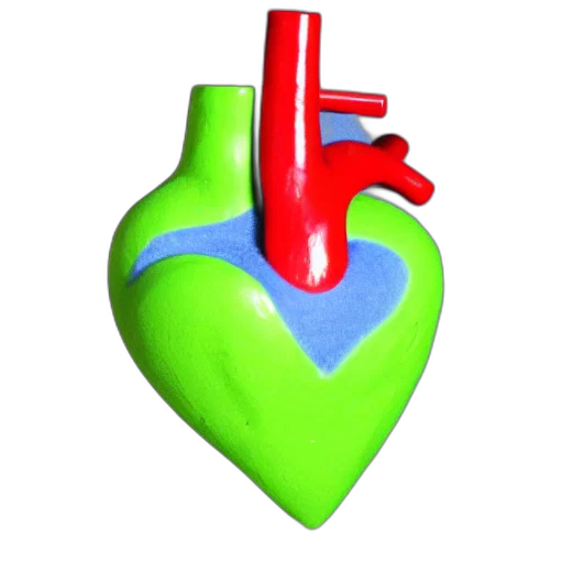3d render, anatomically, correct, heart, netter transparent PNG cut-out