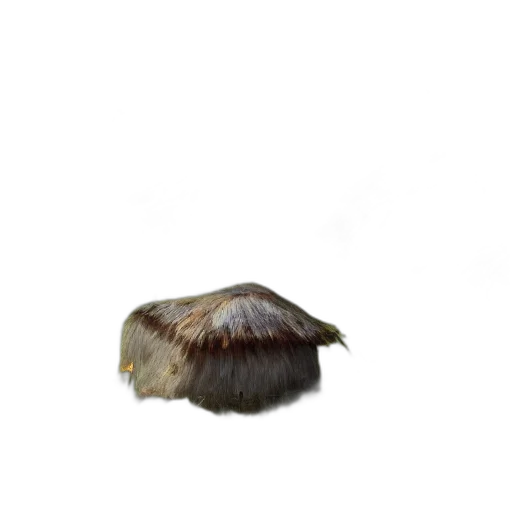 hair, hat, animal, creature transparent PNG cut-out