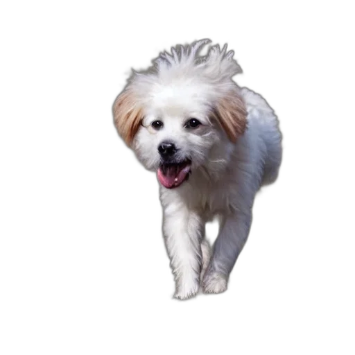animal, creature, hair, staff transparent PNG cut-out