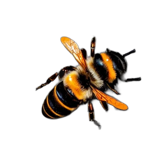 animal, creature, food, staff transparent PNG cut-out