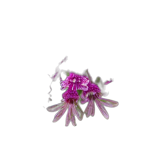 flower, jewelry, crown, hair, 3d render, photorealistic, pixel art, vaporwave transparent PNG cut-out