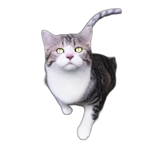 animal, staff, creature, hat transparent PNG cut-out