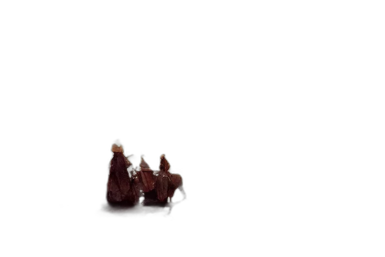 animal, food, dragon, creature transparent PNG cut-out