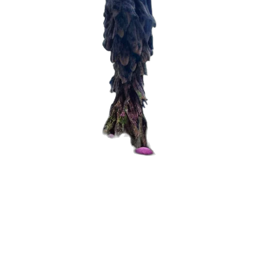dress, hair, creature, staff transparent PNG cut-out