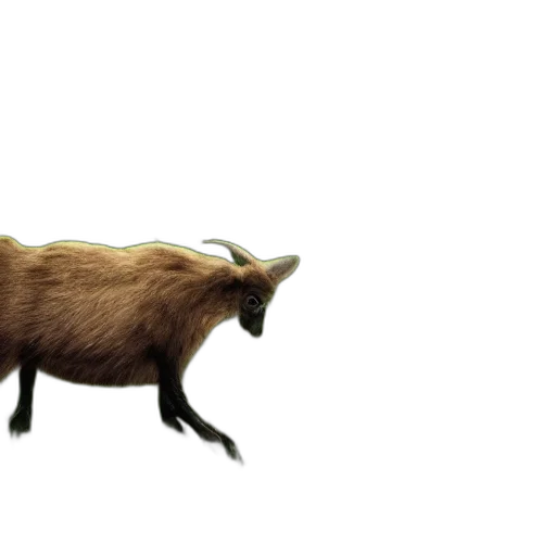 animal, creature, hair, food transparent PNG cut-out