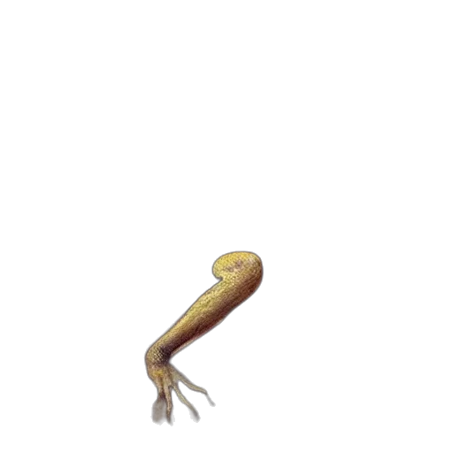 creature, animal, staff, dragon, 3d render, concept art, pixel art, photorealistic transparent PNG cut-out