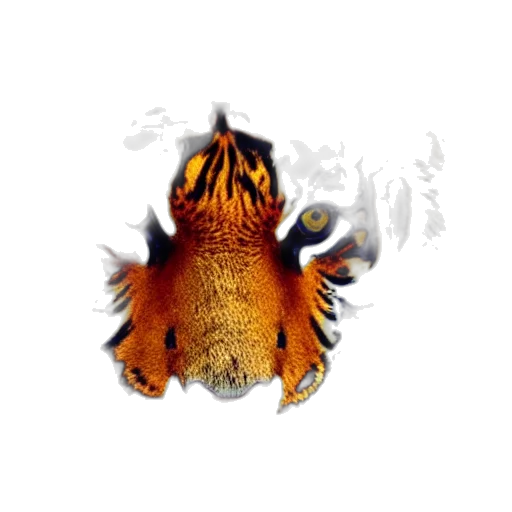 dragon, animal, creature, crown transparent PNG cut-out