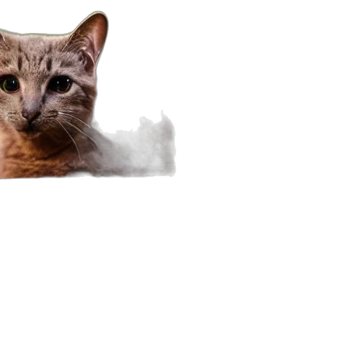 animal, creature, staff, face transparent PNG cut-out