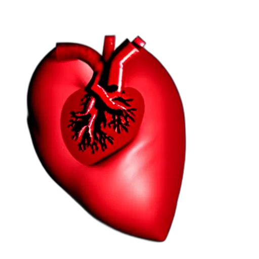 3d render, photorealistic, concept art, close, anatomical, model, human, heart transparent PNG cut-out