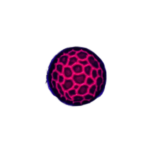 flower, jewelry, umbrella, jacket, pixel art, 3d render, vaporwave, concept art transparent PNG cut-out