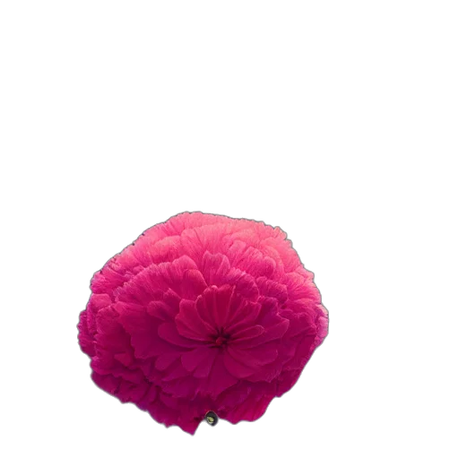 flower, umbrella, crown, hat transparent PNG cut-out