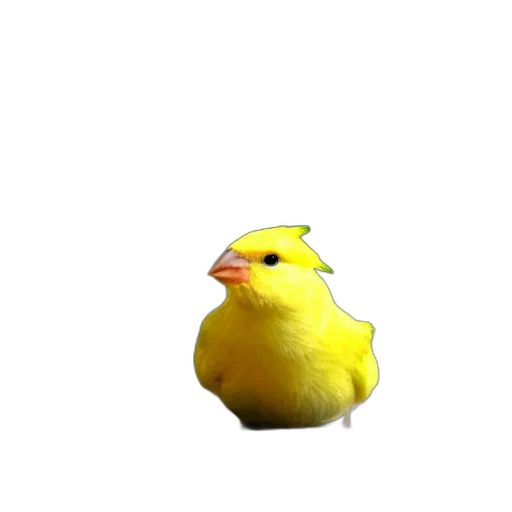 animal, creature, food, hat transparent PNG cut-out