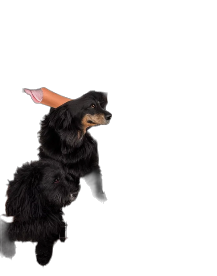 hat, animal, creature, staff transparent PNG cut-out