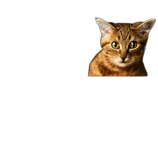 animal, face, creature, staff transparent PNG cut-out