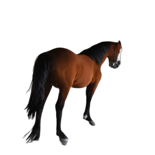 animal, creature, hair, hat, photorealistic, 3d render, concept art, pixel art transparent PNG cut-out