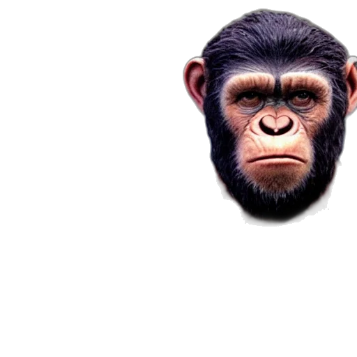 animal, face, mask, creature transparent PNG cut-out