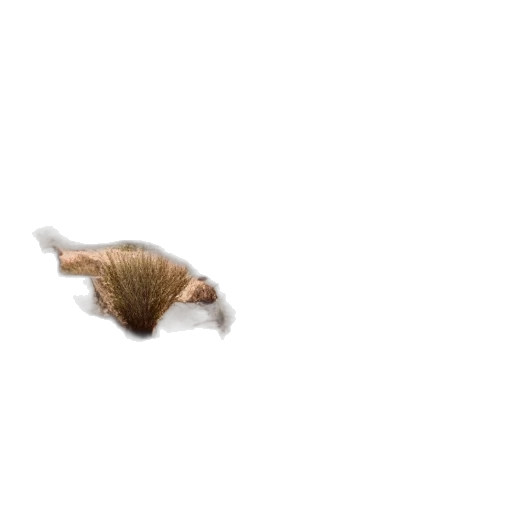 creature, animal, hair, dragon, 3d render, pixel art, photorealistic, concept art transparent PNG cut-out