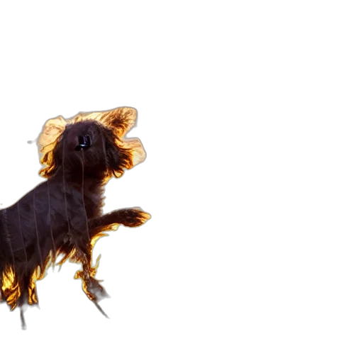 hair, animal, creature, dragon transparent PNG cut-out