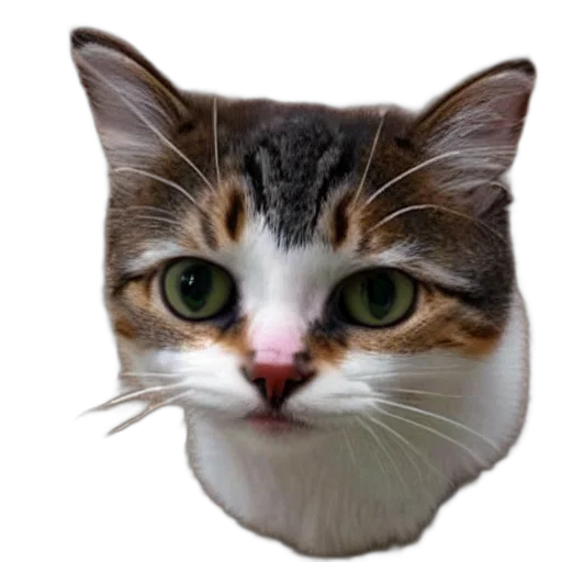 animal, face, hat, creature transparent PNG cut-out