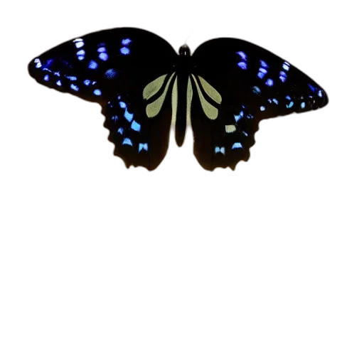 animal, jewelry, crown, creature transparent PNG cut-out