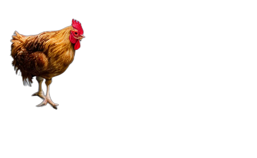 animal, food, creature, dress transparent PNG cut-out