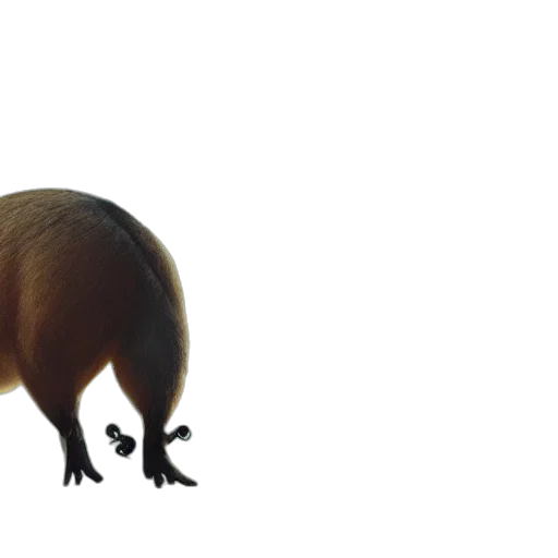 animal, creature, food, hair transparent PNG cut-out