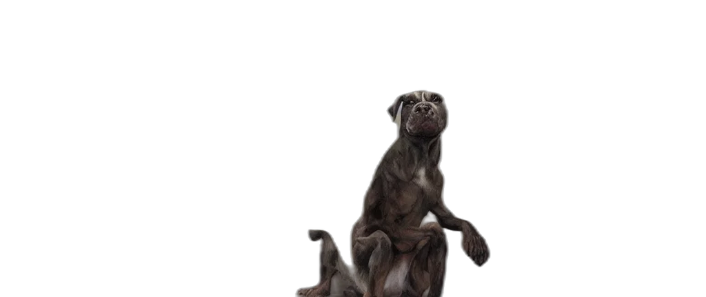 animal, staff, creature, furniture transparent PNG cut-out