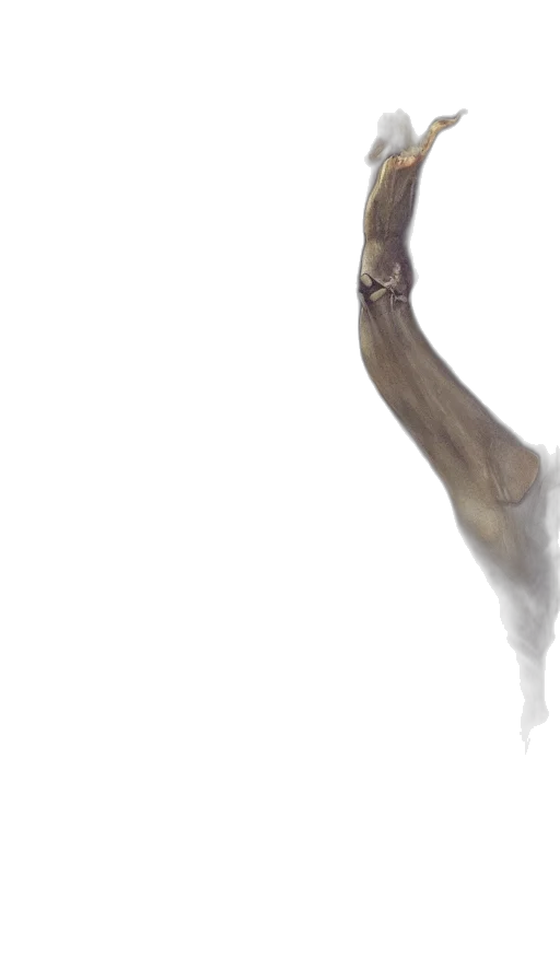 creature, animal, dragon, staff transparent PNG cut-out