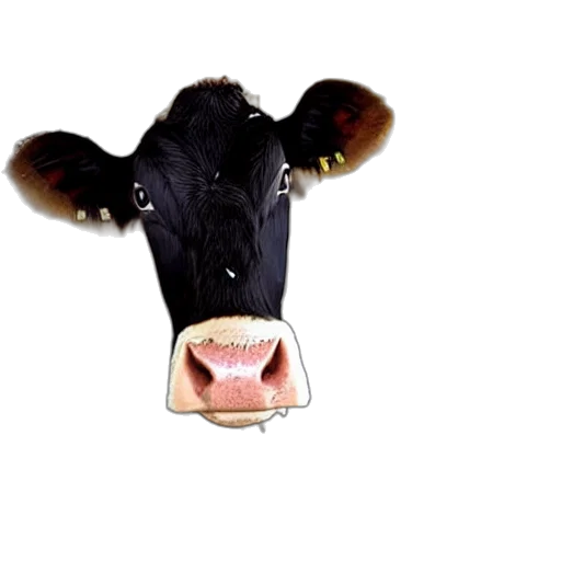 animal, mask, face, food, photorealistic, dirty, bottle, milk transparent PNG cut-out