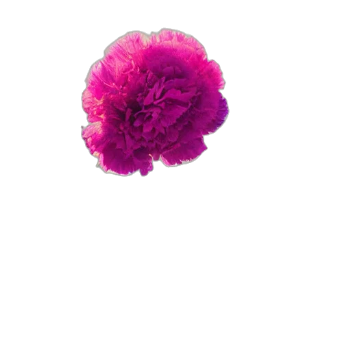 flower, crown, hair, umbrella transparent PNG cut-out