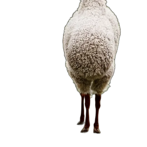 animal, creature, dress, staff transparent PNG cut-out