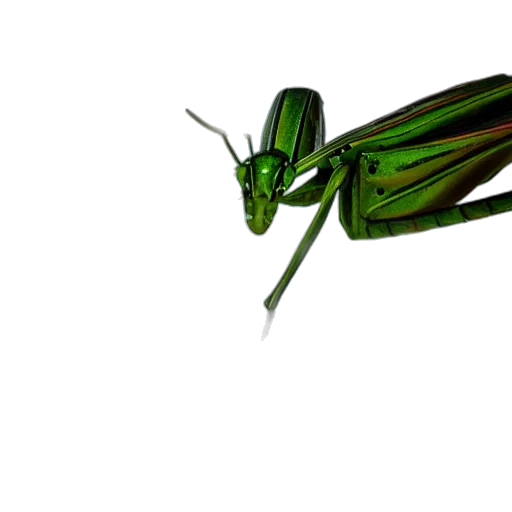 animal, creature, staff, dragon, 3d render, photorealistic, concept art, fantasy art transparent PNG cut-out