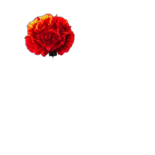 flower, crown, jewelry, umbrella transparent PNG cut-out