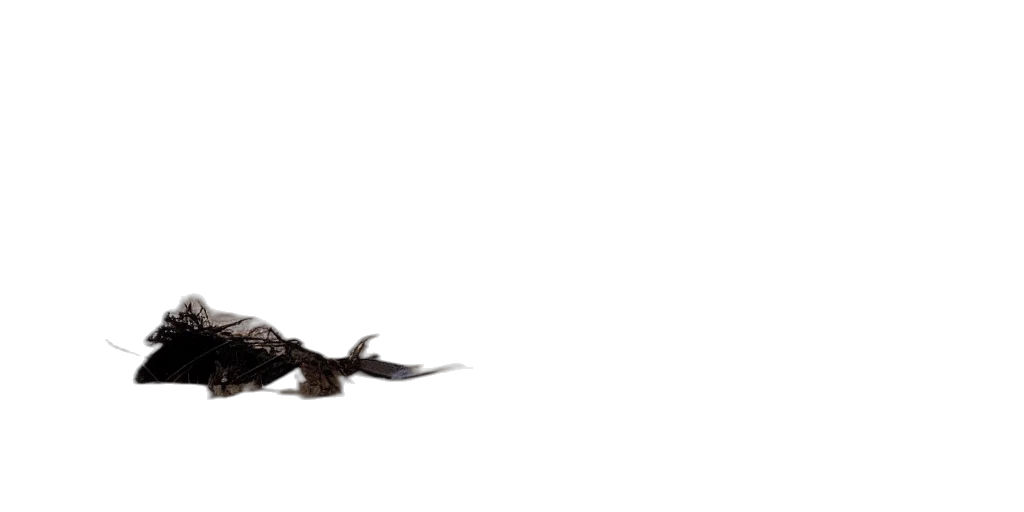 dragon, animal, creature, weapon transparent PNG cut-out