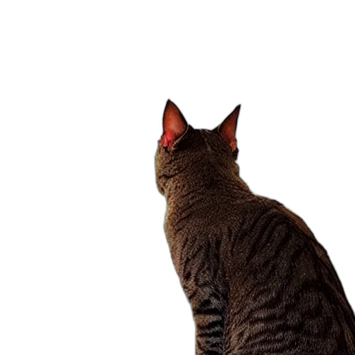 animal, staff, creature, hat transparent PNG cut-out