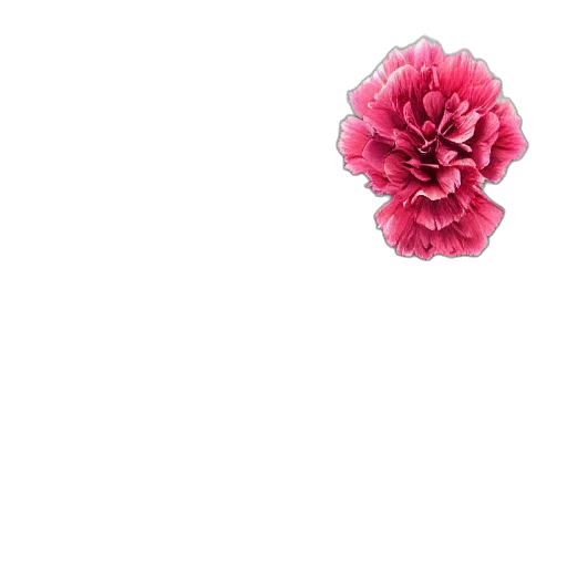 flower, jewelry, crown, umbrella transparent PNG cut-out