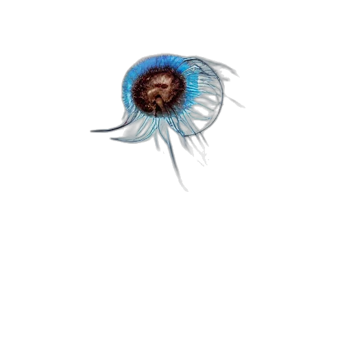 hair, creature, staff, jewelry transparent PNG cut-out