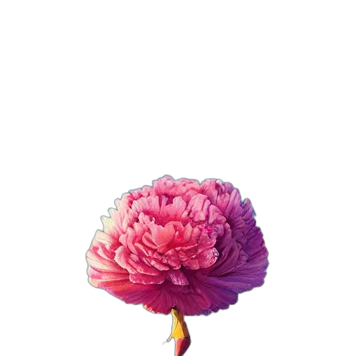 flower, crown, umbrella, hat transparent PNG cut-out