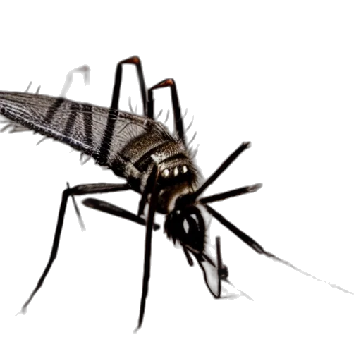 animal, creature, weapon, dragon, concept art, 3d render, photorealistic, mosquito transparent PNG cut-out
