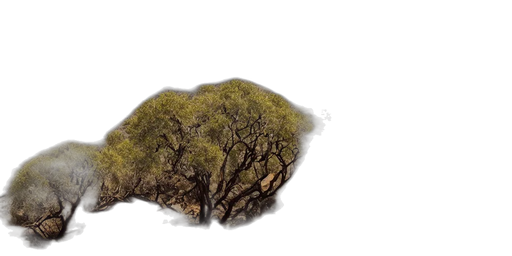 tree, hair, crown, hat transparent PNG cut-out