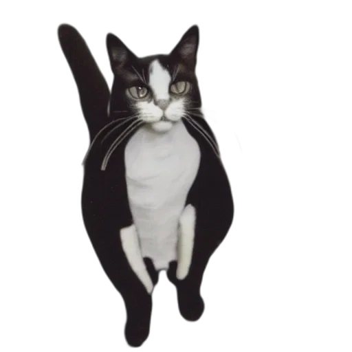 jacket, staff, animal, hat, polaroid, cat, wearing, suit transparent PNG cut-out