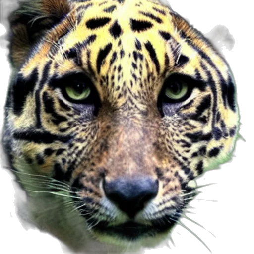animal, face, creature, staff, photorealistic, 3d render, concept art, fantasy art transparent PNG cut-out