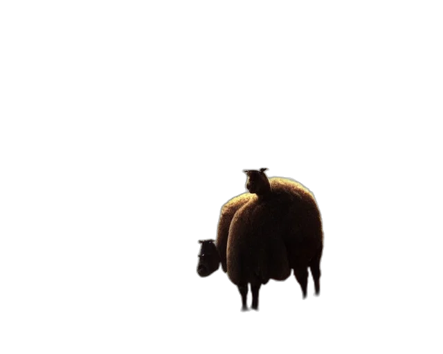 animal, creature, hat, hair transparent PNG cut-out