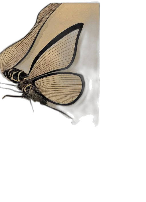 mask, animal, crown, umbrella transparent PNG cut-out